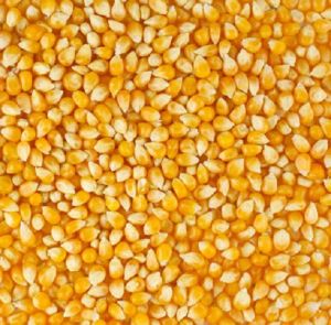 yellow corn maize