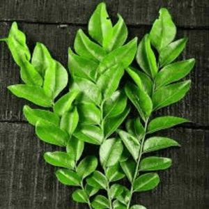 Curry Leaves