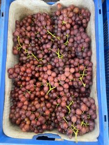 flame seedless grapes
