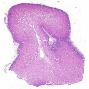 Adrenal Cortex and Medulla Histology Slide
