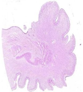 Cerebellum Histology Slide