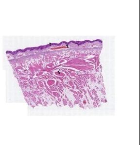 Cheek Histology Slide