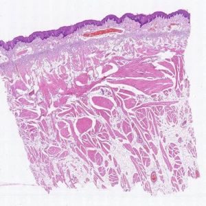 Cheek Microscope Slide