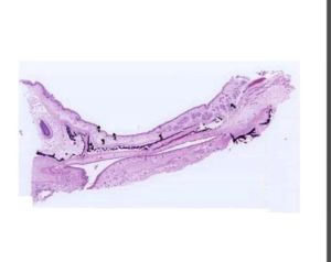 Development Palate Digital Oral Histology Slides