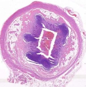 General Histology Slides Set