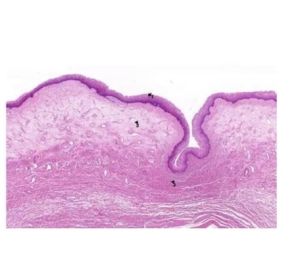 Histology Prepared Microscope Slides