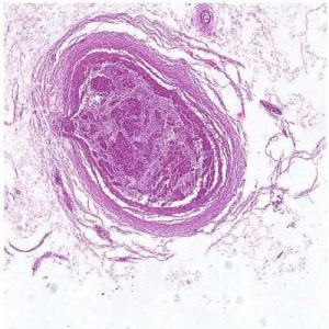 Histology Slide Stomach