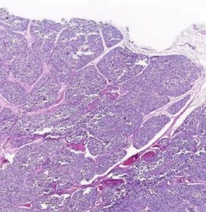 Histology Slide Thymus