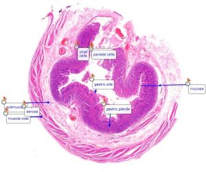 General Histology Slides