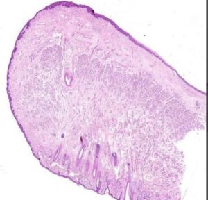 LIP Oral Histology Slide