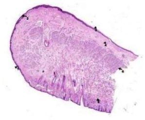 Oral Histology Digital Slides Set