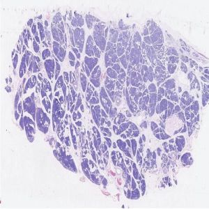 Pancreas Histology Slide