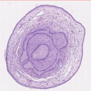 Penis Histology Slide