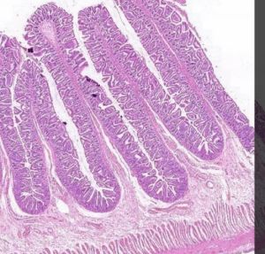 Small Intestine Histology Slide