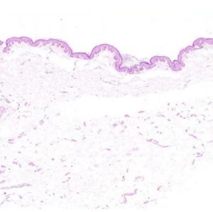 Thin Skin Histology Slide