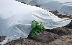 Fabric Crop Cover