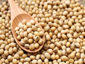 JS 335 Soybean Seeds