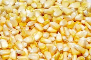 Yellow Maize Non Gmo