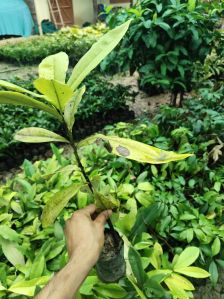 mangosteen plant