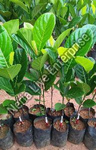 All time grafted jackfruit plant