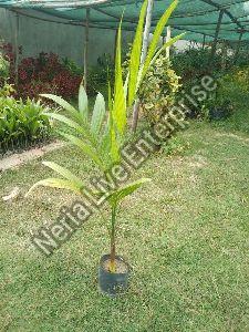 Areca Nut Plant