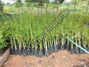 Bamboo Balccoa Plants