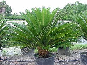 Cycas Plant