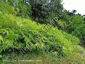 Dendrocalamus Strictus Bamboo Plants