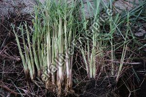 Lemongrass Planting Slip