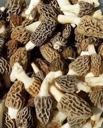 guchi mushroom