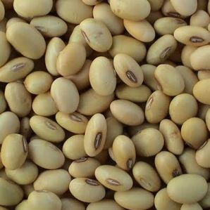 soyabean