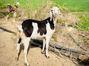 sirohi gujari female goat