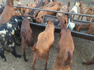 sirohi kids goat