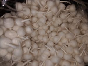 Machine Made - Off White - Round Cotton Wicks