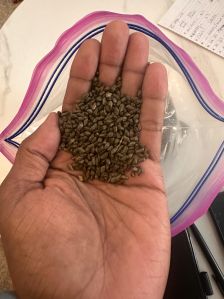 cassia tora seeds