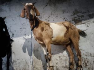 Kurbani Goat