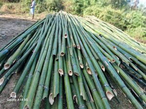 Delux bamboo poles