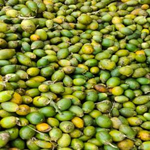 Fresh Green Betel Nuts