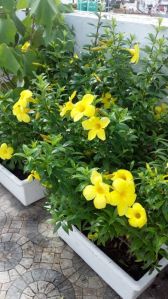 Allamanda Flower Plant