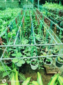 Hanging Indoor Plants