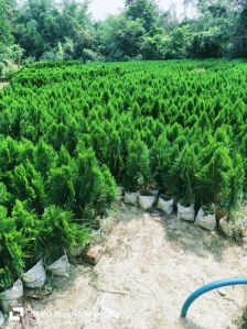 Thuja Jhau Plant