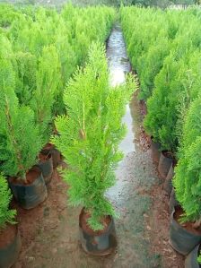 Thuja Plant