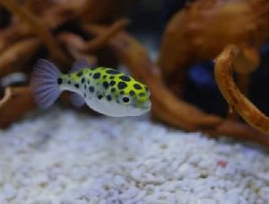 Green Puffer Aquarium Fish