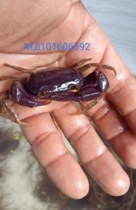 Purple crabs