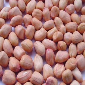 Java Groundnut Seeds