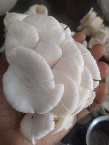 oyster mushroom