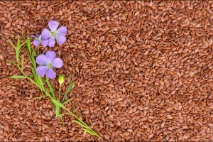linseed flax seed