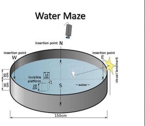 MORRIS WATER MAZE FOR RAT & MICE