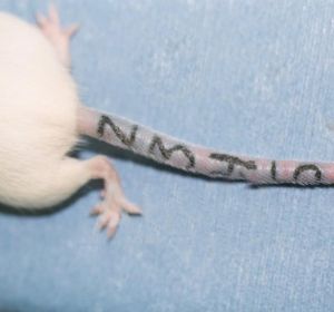 Tattoo System for Rats and Mice