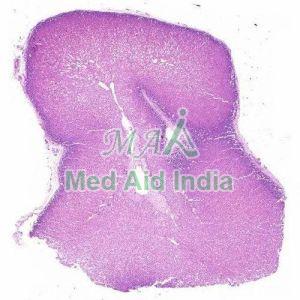 Adrenal Cortex and Medulla Histology Slide